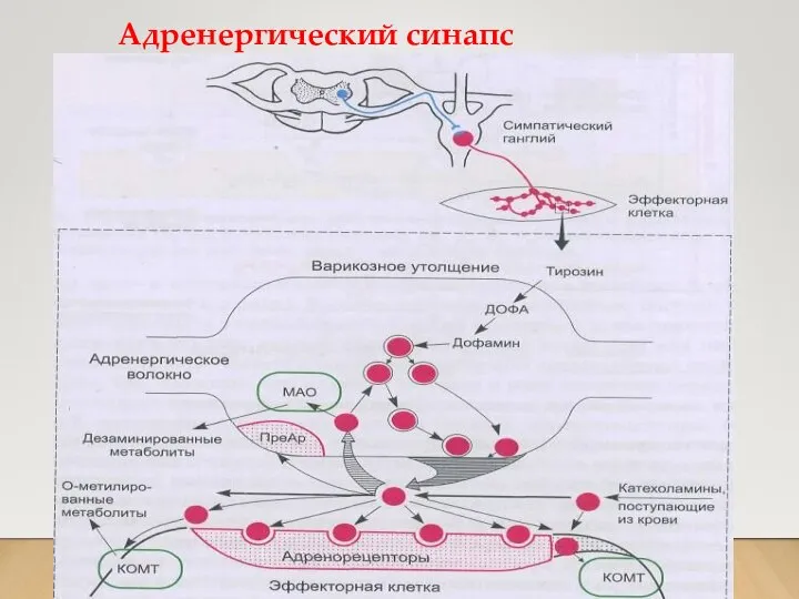 Адренергический синапс