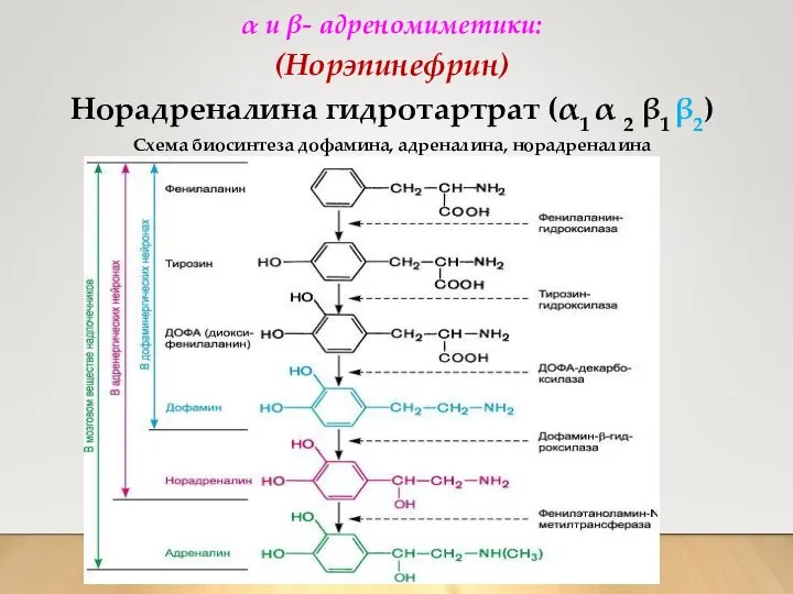 α и β- адреномиметики: (Норэпинефрин) Норадреналина гидротартрат (α1 α 2 β1