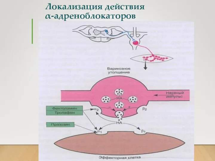 Локализация действия α-адреноблокаторов