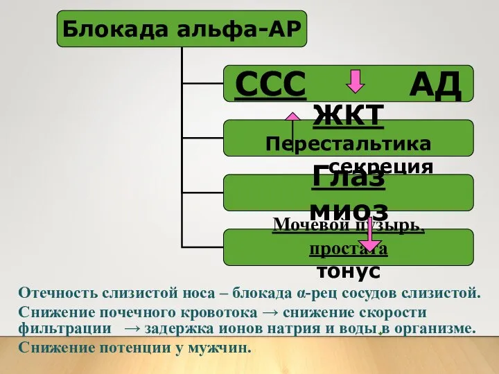 Отечность слизистой носа – блокада α-рец сосудов слизистой. Снижение почечного кровотока