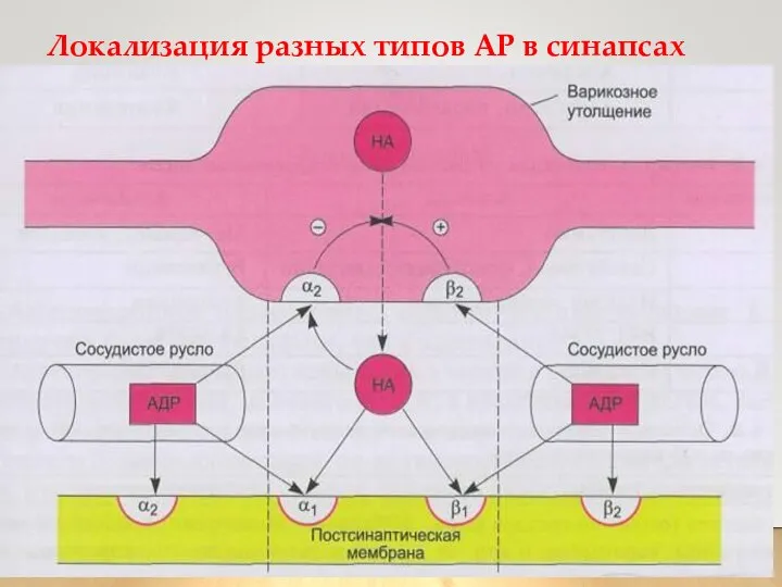 Локализация разных типов АР в синапсах