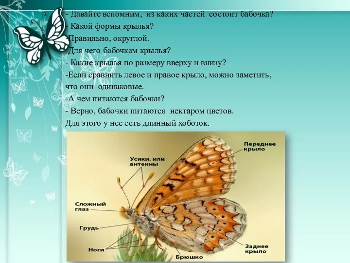 - Давайте вспомним, из каких частей состоит бабочка? - Какой формы