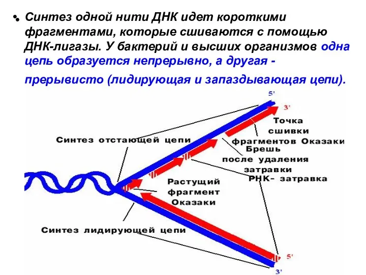 Синтез одной нити ДНК идет короткими фрагментами, которые сшиваются с помощью