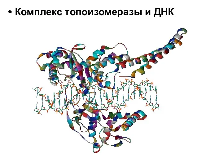 Комплекс топоизомеразы и ДНК