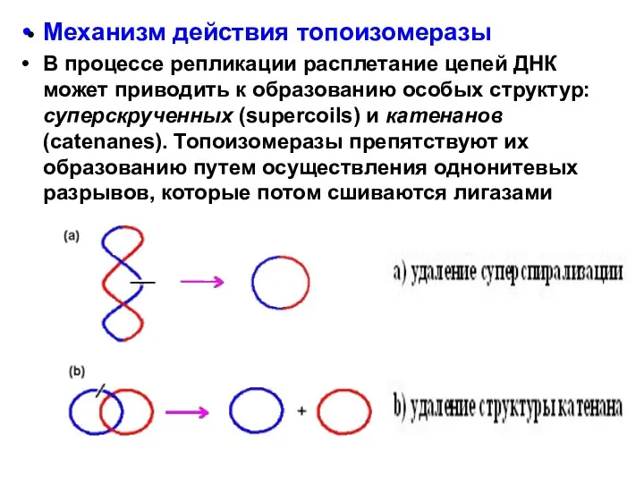 Механизм действия топоизомеразы В процессе репликации расплетание цепей ДНК может приводить