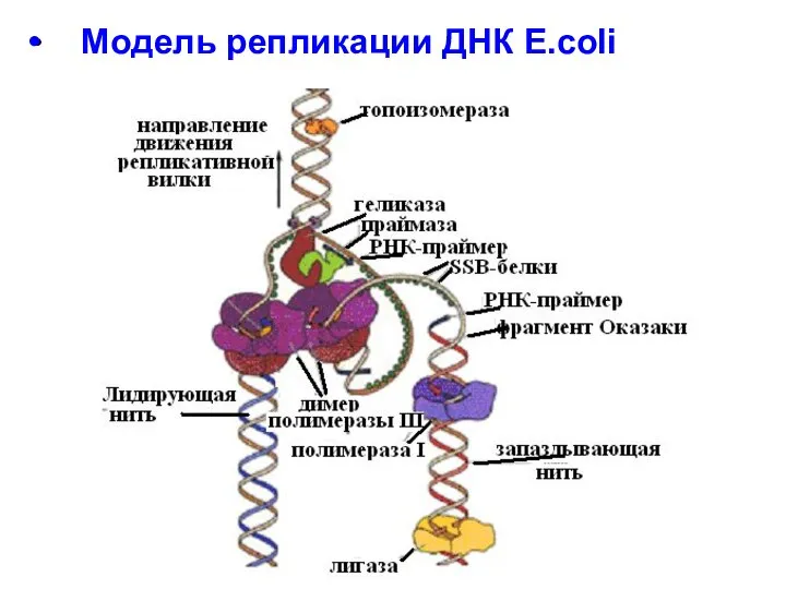 Модель репликации ДНК E.coli