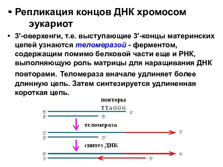 Репликация концов ДНК хромосом эукариот 3'-оверхенги, т.е. выступающие 3'-концы материнских цепей