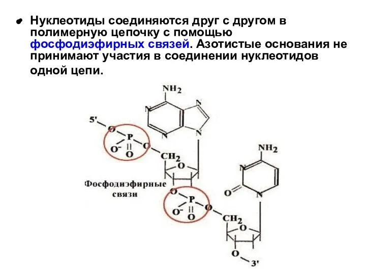 Нуклеотиды соединяются друг с другом в полимерную цепочку с помощью фосфодиэфирных