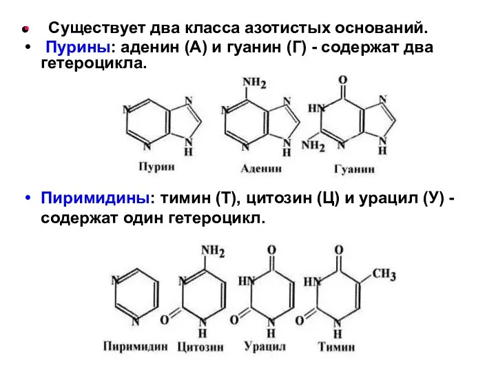 Существует два класса азотистых оснований. Пурины: аденин (А) и гуанин (Г)