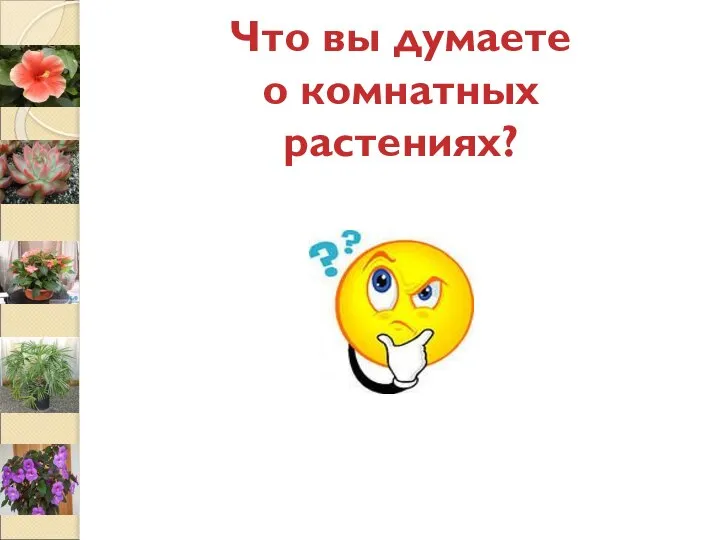 Что вы думаете о комнатных растениях?