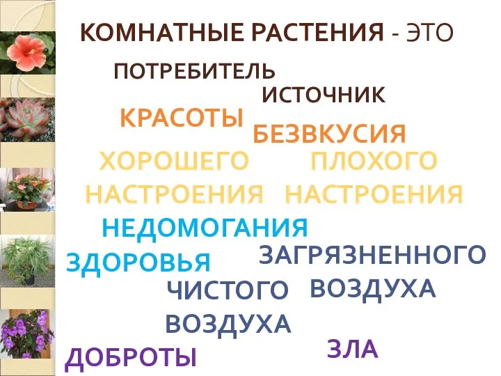 КОМНАТНЫЕ РАСТЕНИЯ - ЭТО ИСТОЧНИК ЗЛА ЗДОРОВЬЯ ЧИСТОГО ВОЗДУХА ХОРОШЕГО НАСТРОЕНИЯ