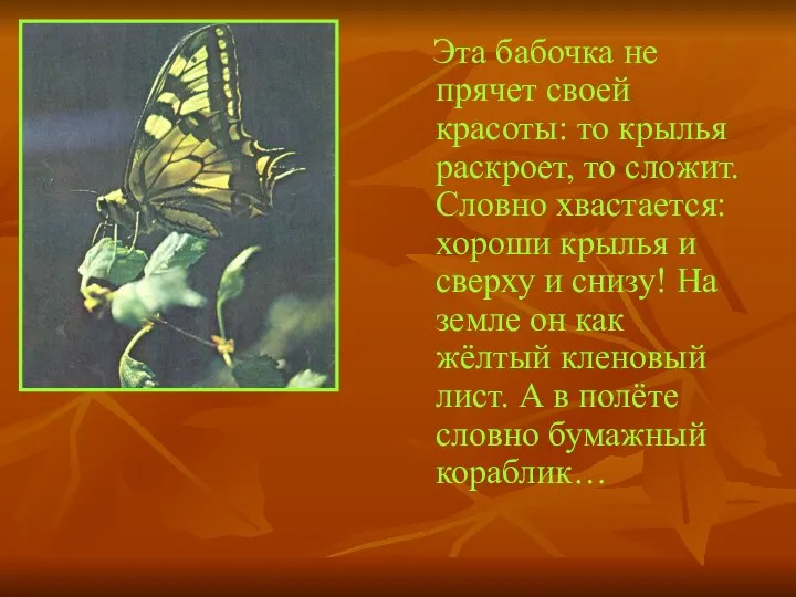 Эта бабочка не прячет своей красоты: то крылья раскроет, то сложит.