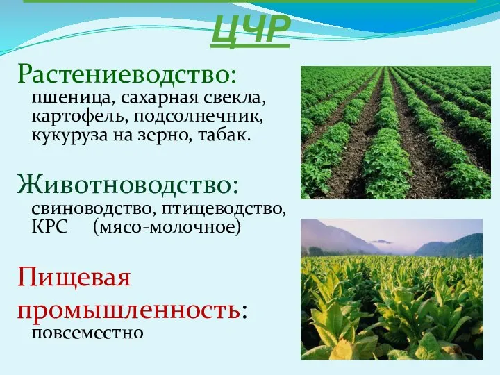 АПК – основа экономики ЦЧР Растениеводство: пшеница, сахарная свекла, картофель, подсолнечник,