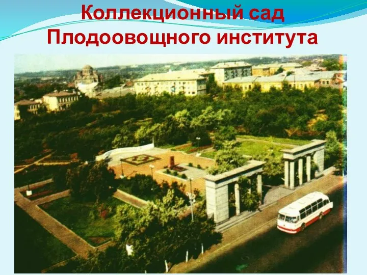 Коллекционный сад Плодоовощного института