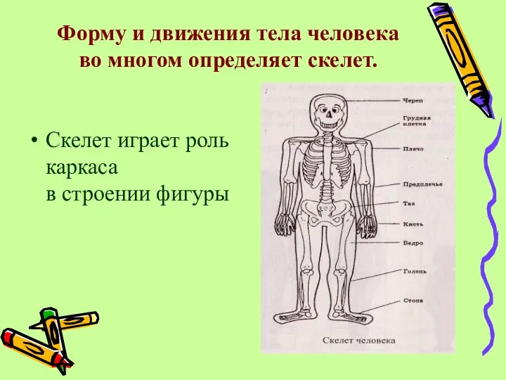 Форму и движения тела человека во многом определяет скелет. Скелет играет роль каркаса в строении фигуры