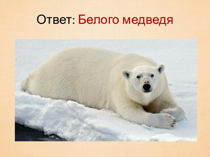 Ответ: Белого медведя