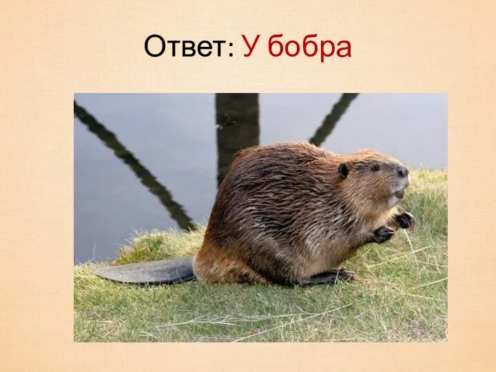 Ответ: У бобра