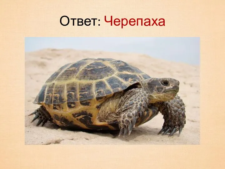 Ответ: Черепаха