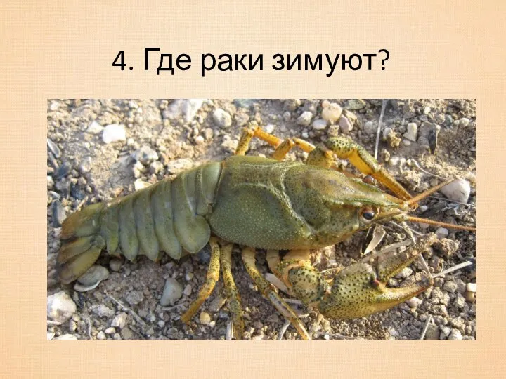 4. Где раки зимуют?