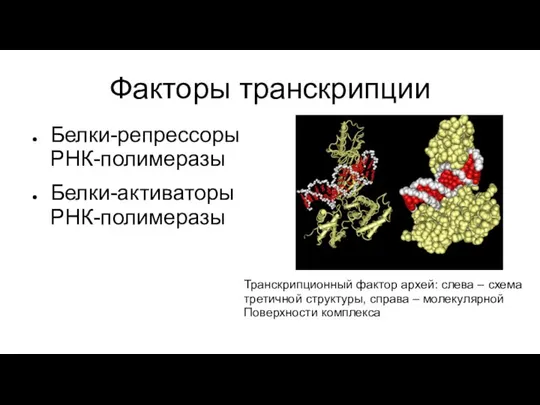 Факторы транскрипции Белки-репрессоры РНК-полимеразы Белки-активаторы РНК-полимеразы Транскрипционный фактор архей: слева –