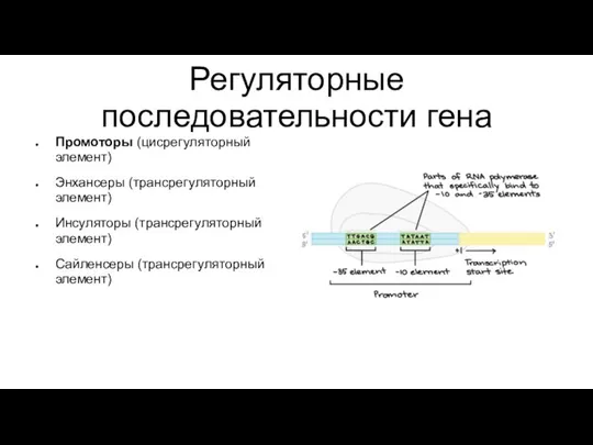 Регуляторные последовательности гена Промоторы (цисрегуляторный элемент) Энхансеры (трансрегуляторный элемент) Инсуляторы (трансрегуляторный элемент) Сайленсеры (трансрегуляторный элемент)