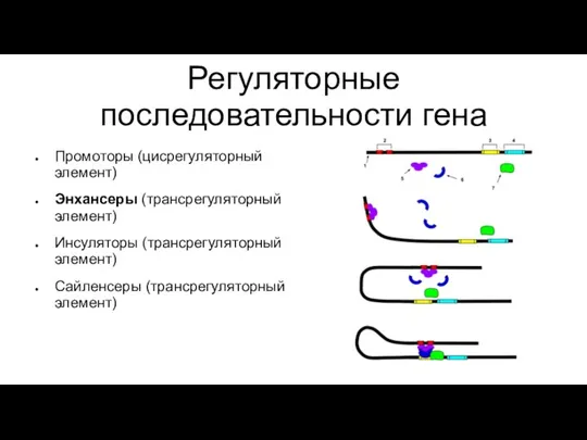 Регуляторные последовательности гена Промоторы (цисрегуляторный элемент) Энхансеры (трансрегуляторный элемент) Инсуляторы (трансрегуляторный элемент) Сайленсеры (трансрегуляторный элемент)