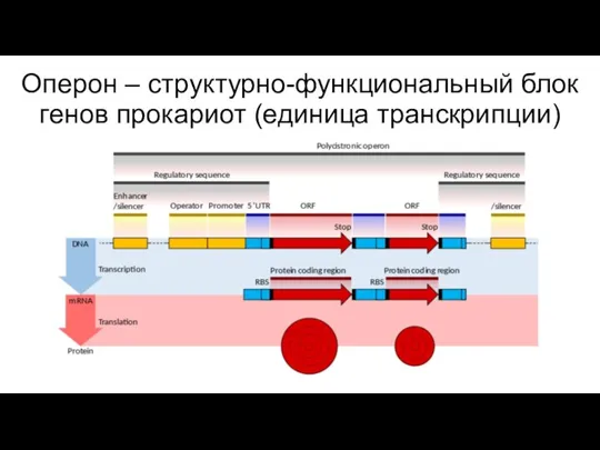 Оперон – структурно-функциональный блок генов прокариот (единица транскрипции)