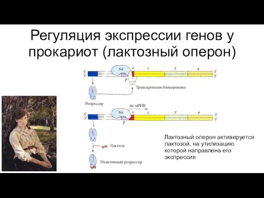 Регуляция экспрессии генов у прокариот (лактозный оперон) Лактозный оперон активируется лактозой,