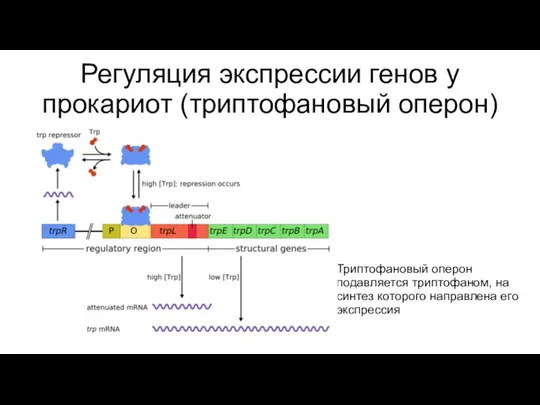 Регуляция экспрессии генов у прокариот (триптофановый оперон) Триптофановый оперон подавляется триптофаном,