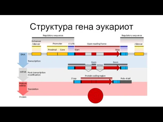 Структура гена эукариот