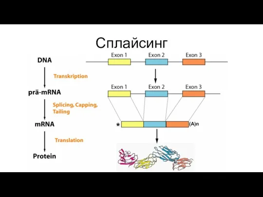 Сплайсинг