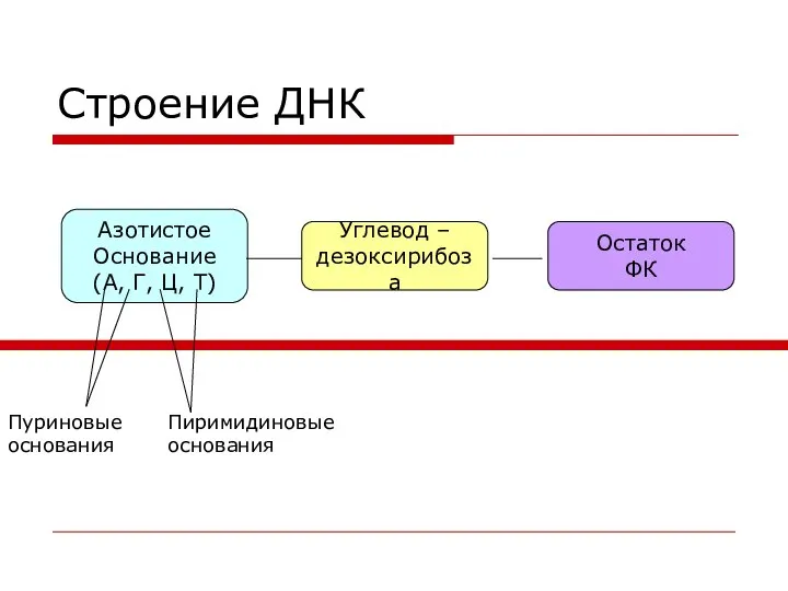 Строение ДНК Углевод – дезоксирибоза Азотистое Основание (А, Г, Ц, Т)