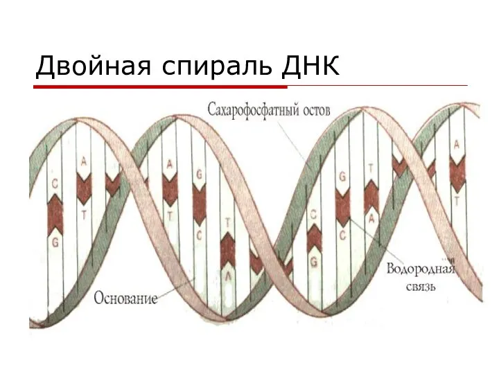 Двойная спираль ДНК