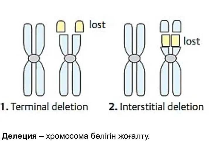 Делеция – хромосома бөлігін жоғалту.