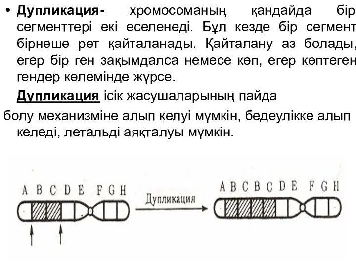 Дупликация- хромосоманың қандайда бір сегменттері екі еселенеді. Бұл кезде бір сегмент