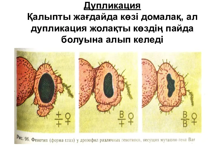 Дупликация Қалыпты жағдайда көзі домалақ, ал дупликация жолақты көздің пайда болуына алып келеді