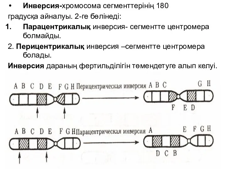 Инверсия-хромосома сегменттерінің 180 градусқа айналуы. 2-ге бөлінеді: Парацентрикалық инверсия- сегментте центромера