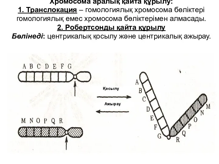 Хромосома аралық қайта құрылу: 1. Транслокация – гомологиялық хромосома бөліктері гомологиялық