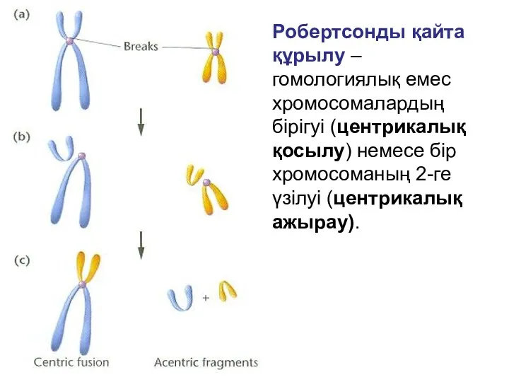 Робертсонды қайта құрылу – гомологиялық емес хромосомалардың бірігуі (центрикалық қосылу) немесе