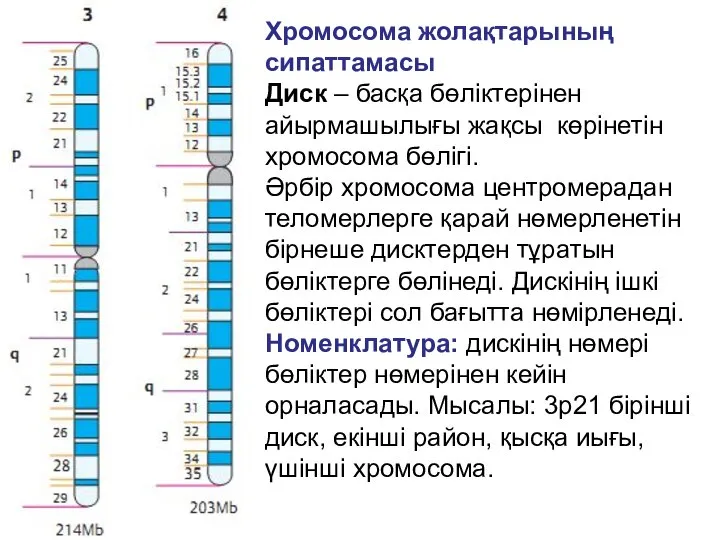 Хромосома жолақтарының сипаттамасы Диск – басқа бөліктерінен айырмашылығы жақсы көрінетін хромосома