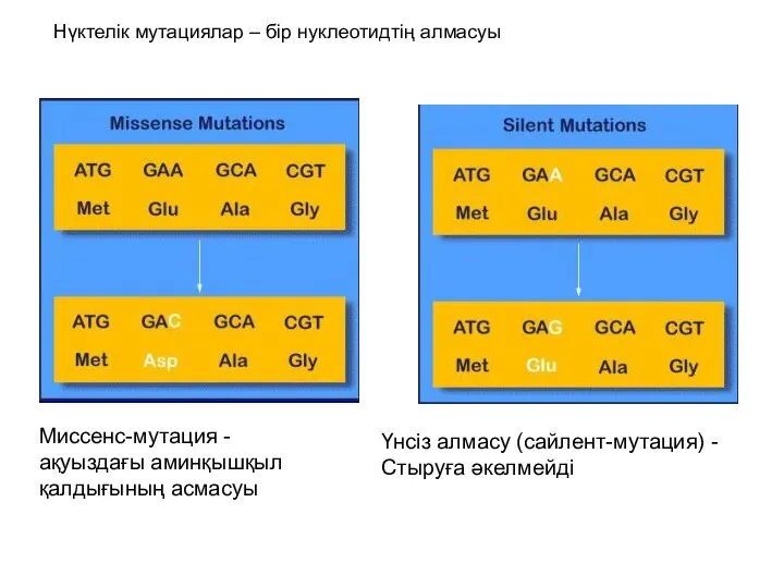 Нүктелік мутациялар – бір нуклеотидтің алмасуы Миссенс-мутация - ақуыздағы аминқышқыл қалдығының