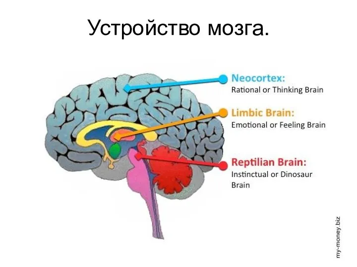 Устройство мозга.