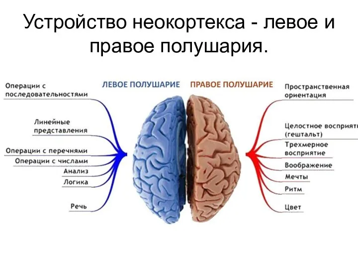 Устройство неокортекса - левое и правое полушария.