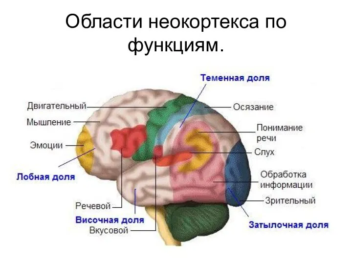 Области неокортекса по функциям.