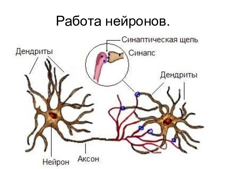 Работа нейронов.