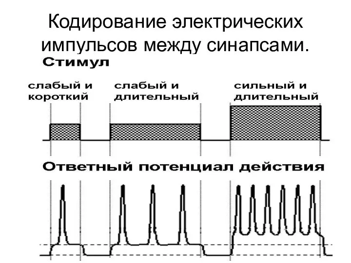 Кодирование электрических импульсов между синапсами.