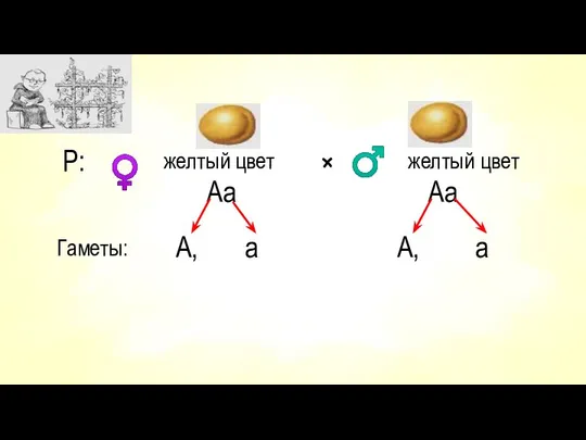 Р: желтый цвет Aа × желтый цвет Аа Гаметы: А, а А, а ♀ ♂