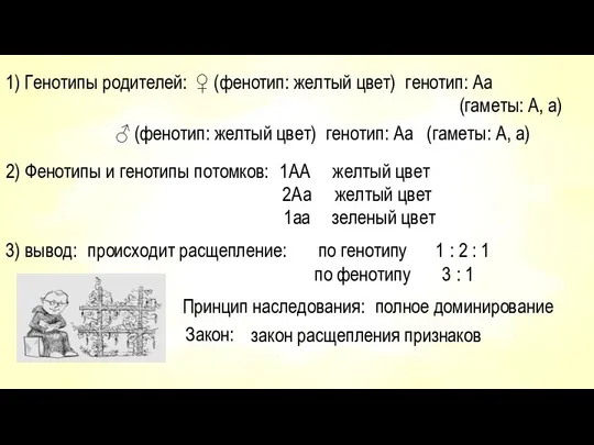 1) Генотипы родителей: ♀ (фенотип: желтый цвет) генотип: Аа (гаметы: А,