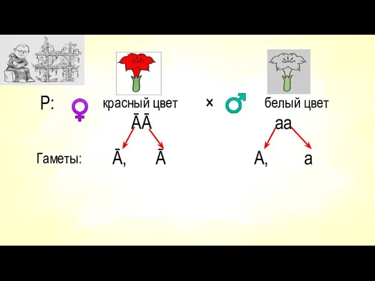 Р: красный цвет ĀĀ × белый цвет аа Гаметы: Ā, Ā А, а ♀ ♂