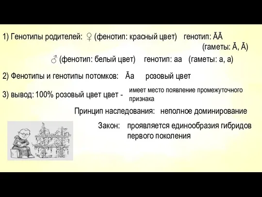 1) Генотипы родителей: ♀ (фенотип: красный цвет) генотип: ĀĀ (гаметы: Ā,